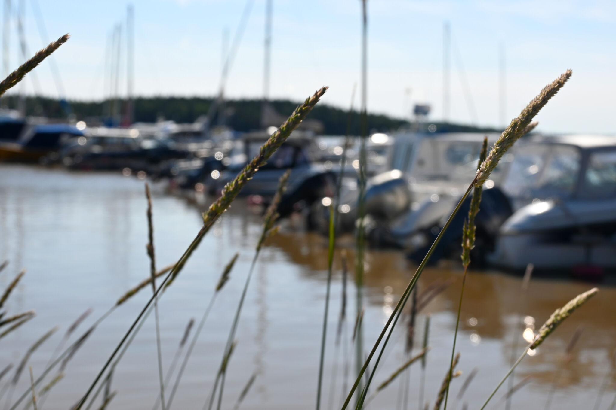 veneet kelluvat laiturissa kaislikon takana