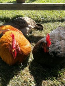 Kukko ja kaksi kanaa makaavat ruoholla