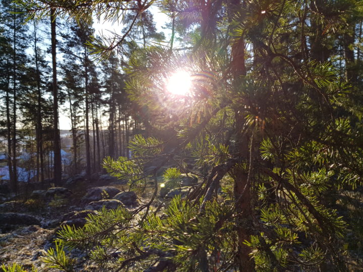 metsä skog