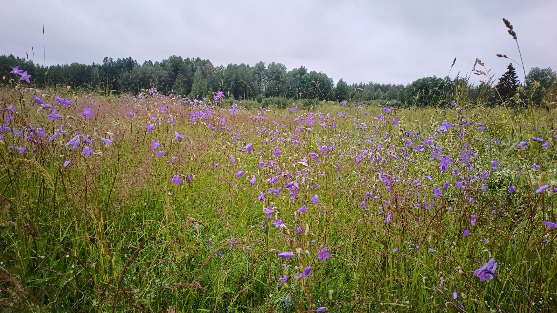 Harakankellot kukkivat Lurensin niityllä.