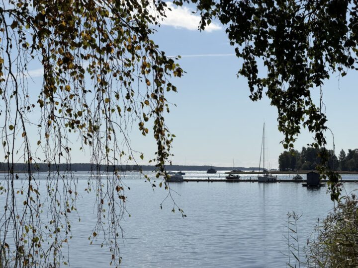 Kimaltava Loviisanlahti pilkottaa koivunoksien takaa.